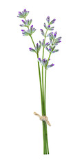 Fototapeta na wymiar Lavender flowers on light background