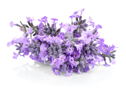 Bouquet of lavender flowers on light background