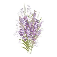 Vector floral pattern with lavender flowers