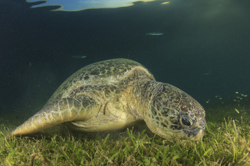 Obraz premium Green Sea Turtle eats grass