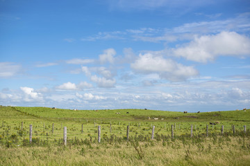 Fototapeta na wymiar Pascolo mucche in campagna