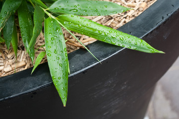 feuilles de bambous sous la pluie