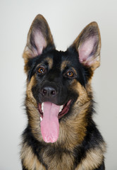 Portrait of a German shepherd (on a light gray background), selective focus on the nose and tongue