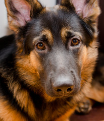 Portrait of a sad German shepherd puppy, selective focus on the eyes