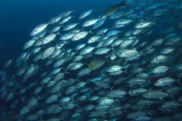 Fototapeta na wymiar Tuna fish
