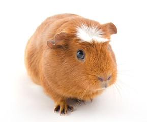 Funny-looking guinea pig (isolated on white)