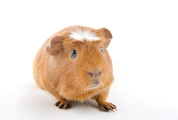 Funny-looking guinea pig (isolated on white), selective focus on the guinea pig eyes