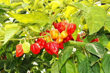 Paprika, Gemüsepaprika, Gemüseanbau, Treibhaus, Textraum, Copy space, 