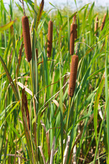 Reeds in a marsh