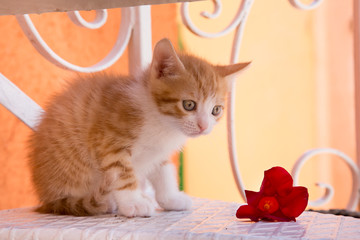 Orange and white kitten with flower