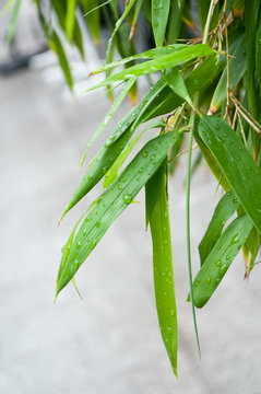 feuilles de bambous sous la pluie