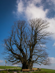 Linde im Sommer und Winter in der Schweiz