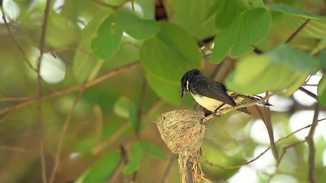 Pied Fantail, Rhipidura javanica, nature wild bird feeding its baby in nest