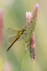 Dragonfly on natural background - Orthetrum coerulescens