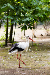 Stork on the wild park field.
