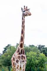 Fototapeta premium Giraffe portrait wild zoo. Close up shot.