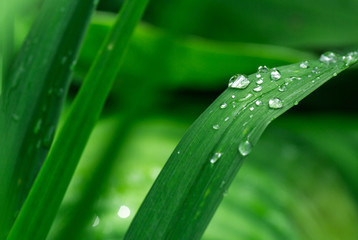 Rain or dew drops on green grass shining bright in the sun close up macro vivid green colors.