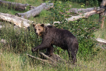 brown bear