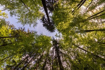 Green foliage and blue sky in the green summer forest