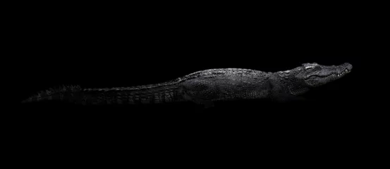 Selbstklebende Fototapete Krokodil Süßwasserkrokodil im Dunkeln