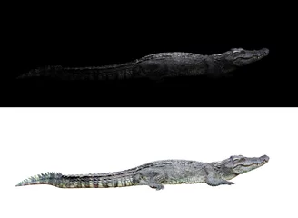 Papier Peint photo Crocodile crocodile sur fond noir et blanc