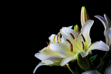White lilium flower on black background close-up side horizontal view