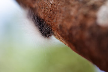 hairy worm on tree