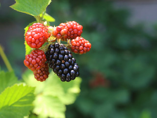 ブラックベリーの実