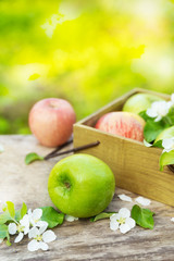 Fresh red and green apples with flowers in sunny garden