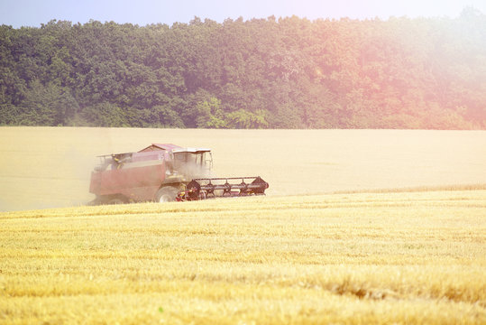 Harvester machine working to harvest wheat field . Combine harve