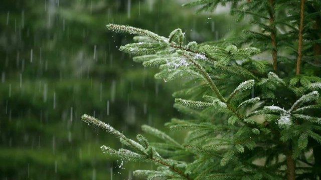 Lovely winter scenery with snow falling on the fir tree branch