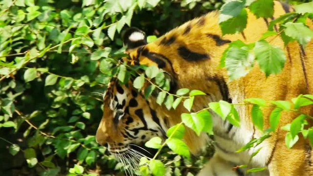 Tiger walking through forest