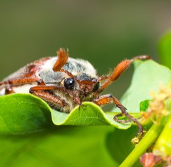 Feldmaikäfer/ Gemeiner Maikäfer/ Feld-Maikäfer (Melolontha melolontha) auf Blatt einer Stieleiche/ Deutschen Eiche/ Sommereiche (Quercus robur, Syn.: Quercus pedunculata), Niedersachsen, Deutschland 