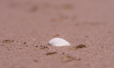 Single shell on the beach sand