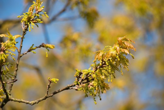 Junge Bl&auml;tter und Bl&uuml;ten einer Stieleiche oder Stiel-Eiche oder Deutschen Eiche oder Sommereiche (Quercus robur, Syn.: Quercus pedunculata), Biosph&auml;renreservat Elbetal, Niedersachsen, Deutschland 