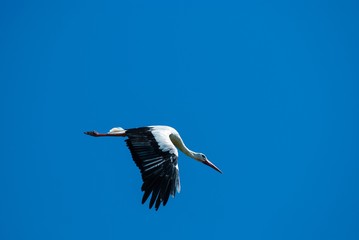 Obraz premium Weißstorch (Ciconia ciconia) fliegt vor blauem Himmel, Schleswig-Holstein, Deutschland