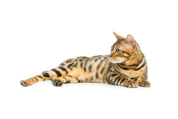 Fototapeta premium Beautiful bengal cat