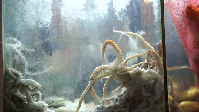 Sannakji hoe, Raw live baby octopus dish of Korean cuisine