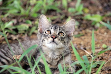 Obraz premium 見上げる子猫