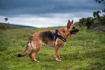 german shepherd dog pose