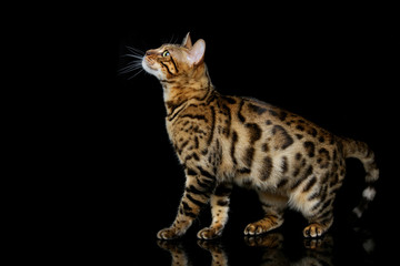 Beautiful bengal cat