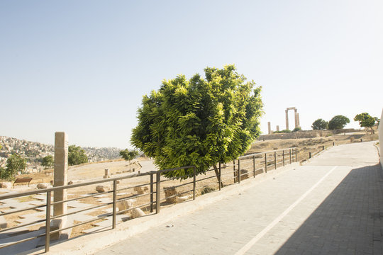 Trees of Amman citadel - old roman 