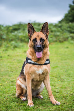 sitting german shepherd security dog