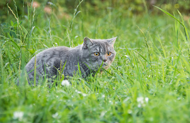 Naklejka na ściany i meble Beautiful British kitten in a grass