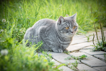Beautiful British kitten in a grass