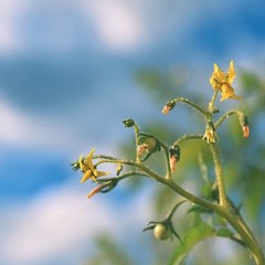 Fresh green tomatoes plants. Flowering tomato.