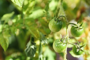 Fresh green tomatoes plants. Flowering tomato.