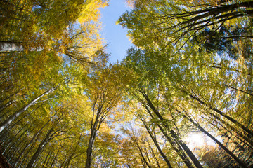 wide angle landscape of autumn forest