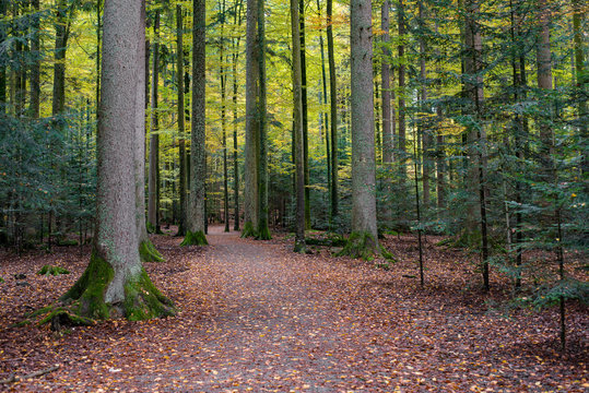 Pine trees, forest lendscape