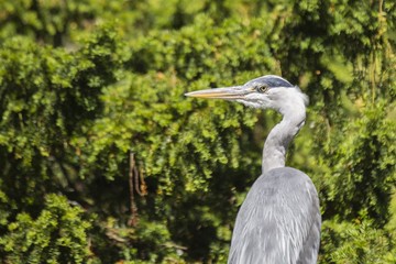 Grey Heron (Ardea cinerea) - National Botanic Gardens, Dublin